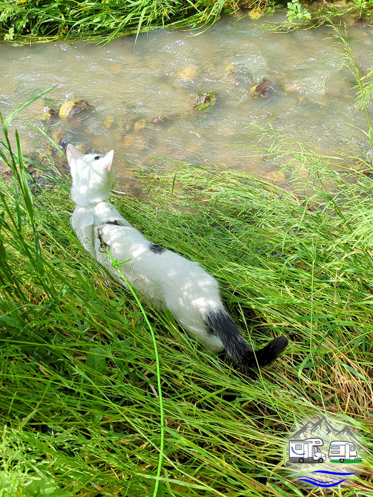 Weiß-schwarze Katze steht am Ufer im hohen, flachgelegten Gras und schaut neugierig ins fließende Wasser eines Bachs.