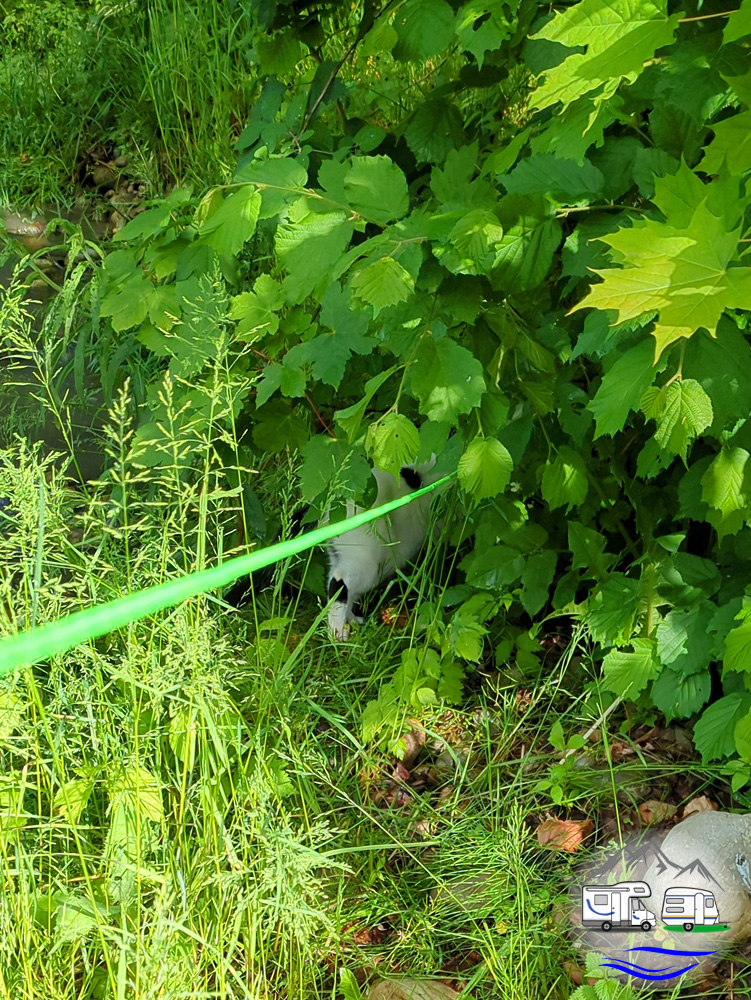 Katze an der Leine versteckt sich zwischen dichtem Laub und Sträuchern.