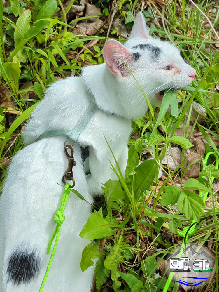 Weiße Katze mit Geschirr und Leine frisst Gras zwischen Wildkräutern.