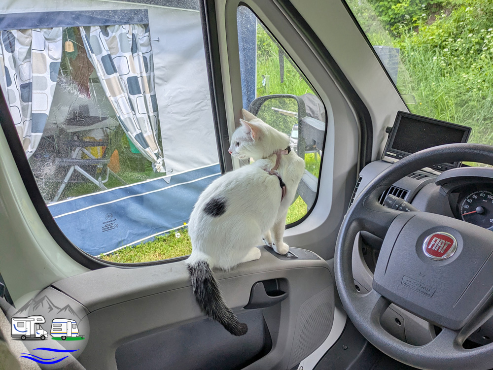 Eine Katze sitzt am Fenster des Fahrerhauses eines Wohnmobils und schaut nach draußen, wo der Teil eines Vorzelts zu sehen ist.