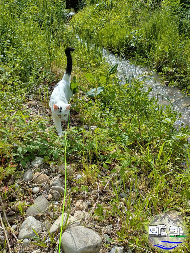 Weiß-schwarze Katze läuft an der Leine über Steine am Bachufer auf die Kamera zu.