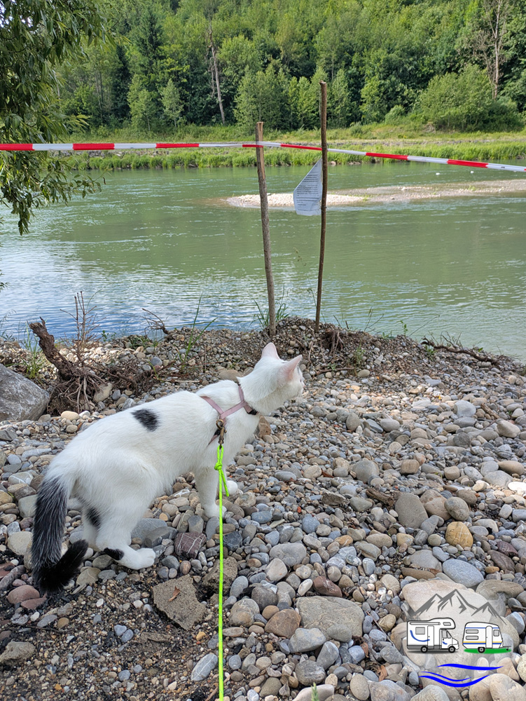 Weiß-schwarze Katze an der Leine steht am Flussufer hinter einem rot-weißen Absperrband und schaut aufs Wasser.