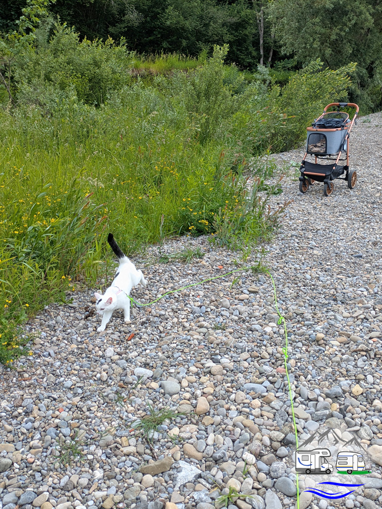 Weiß-schwarze Katze an der Leine läuft über Kieselsteine, im Hintergrund steht der Katzenbuggy.