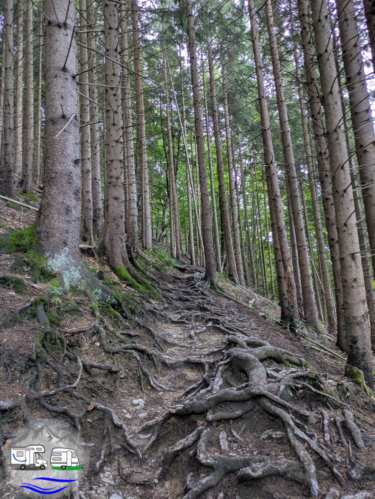 ... und Wurzelwege